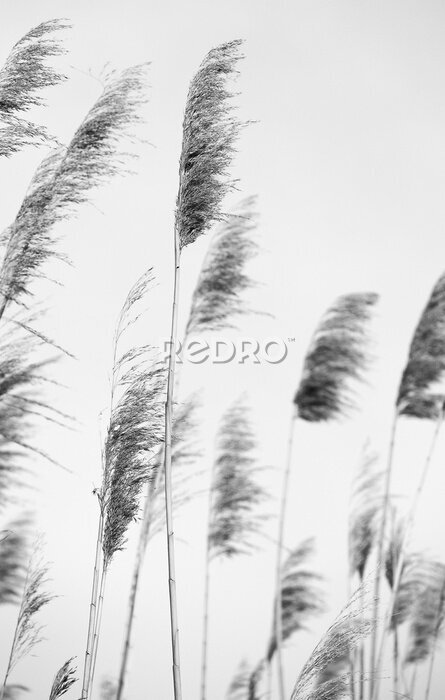 Poster Hoog gras in de wind