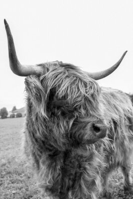Poster Hoogland Schotse koe