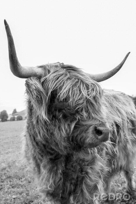 Poster Hoogland Schotse koe