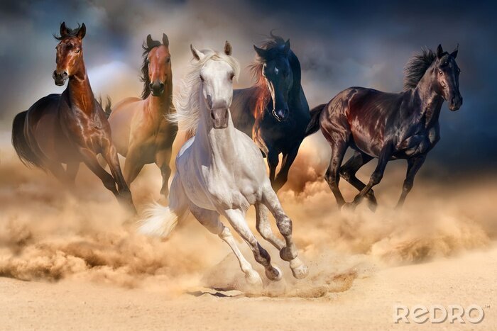 Poster Horse herd run in desert sand storm against dramatic sky