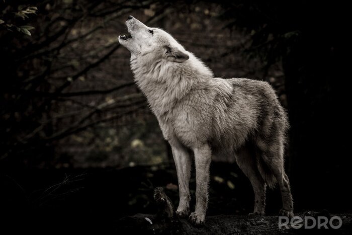 Poster Huilende witte wolf