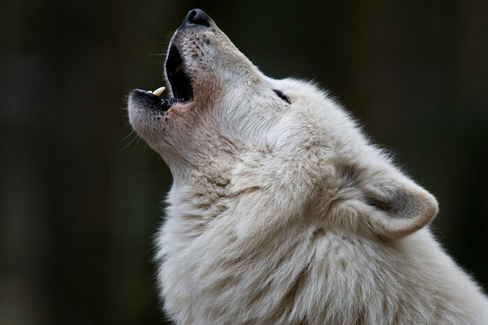 Poster Huilende witte wolf