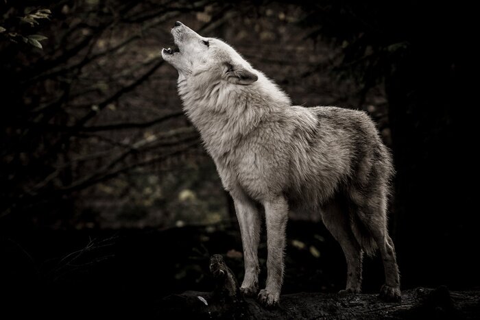 Poster Huilende witte wolf