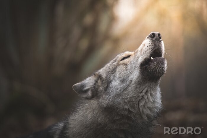 Poster Huilende wolf in het bos