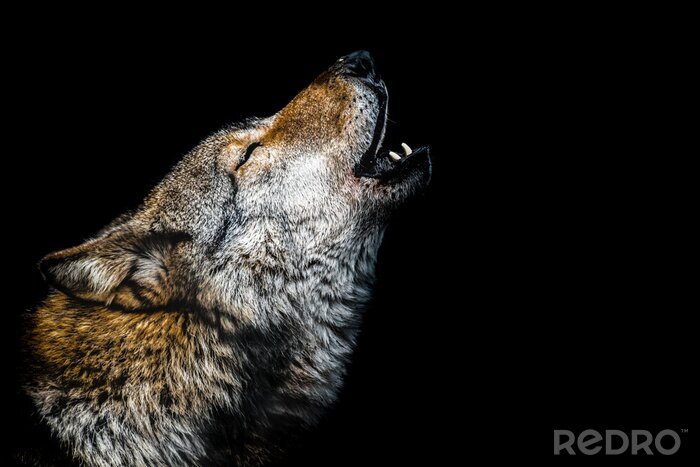 Poster Huilende wolf op een donkere achtergrond