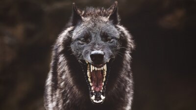 Huilende zwarte wolf