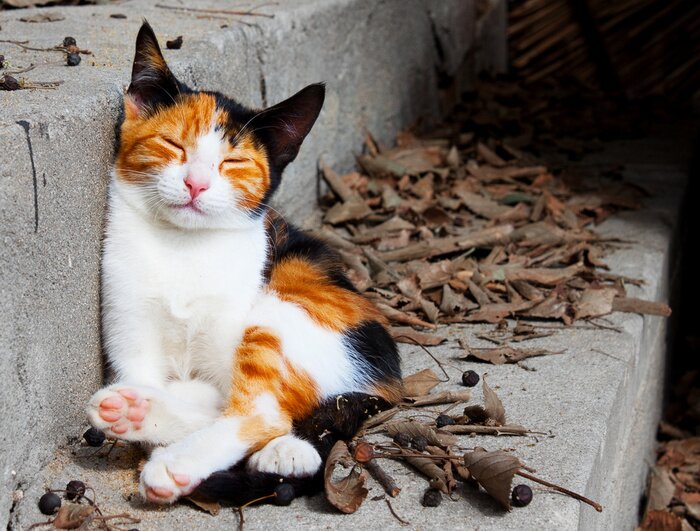 Poster Huisdier katje