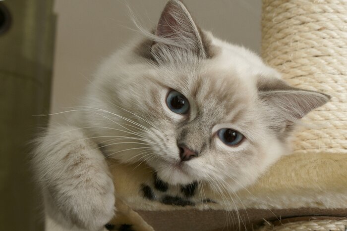 Poster Huisdier kleine kitten