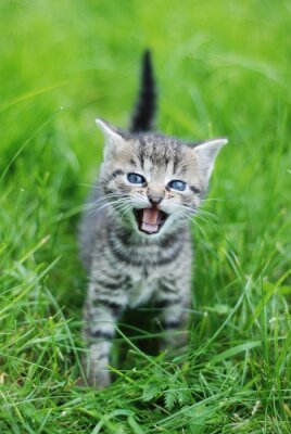Poster Huisdier kleine kitten in het gras