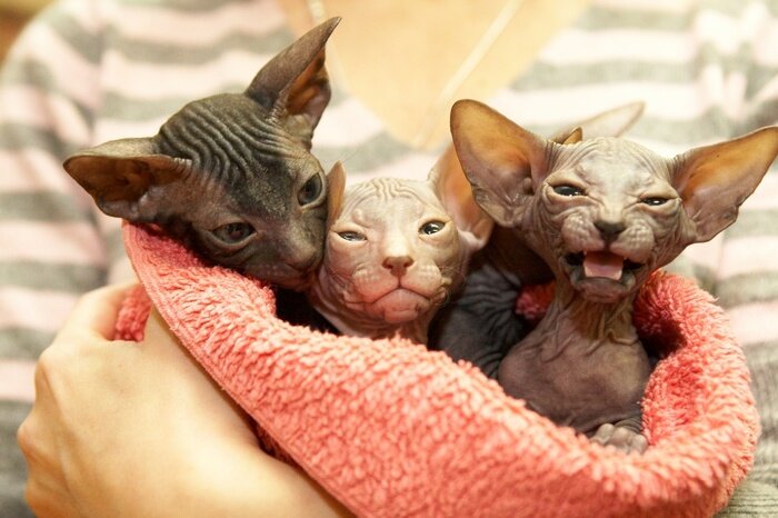 Poster Huisdieren sphinx katten