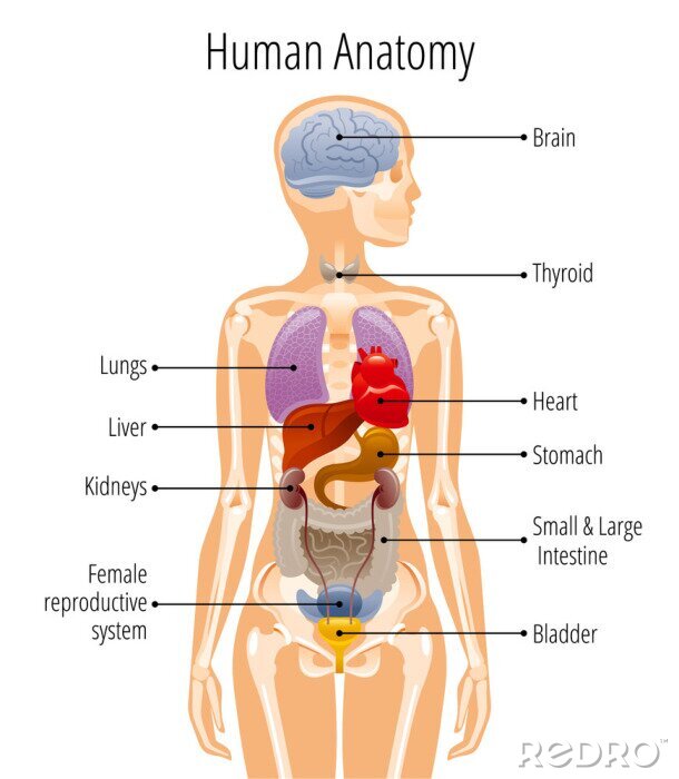 Poster Human body anatomy, vector woman internal organ poster. Medical infographic illustration. Liver, stomach, heart, brain, female reproductive system, bladder, kidney, thyroid. Isolated white background