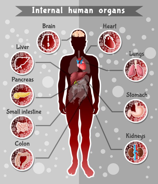 Poster Human Internal Organs Template