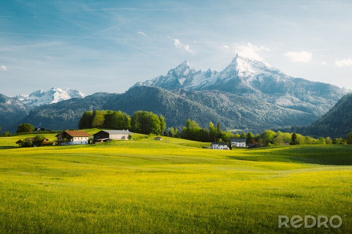 Poster Idyllic landscape in the Alps with blooming meadows in springtime