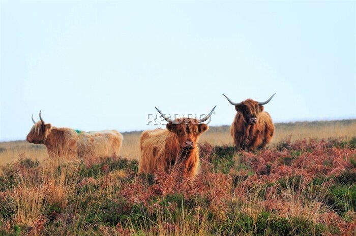 Poster Idyllisch landschap met koeien