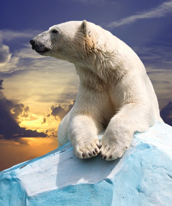 Poster Ijsbeer