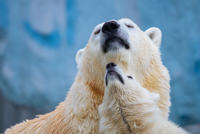 Poster IJsbeer met welp