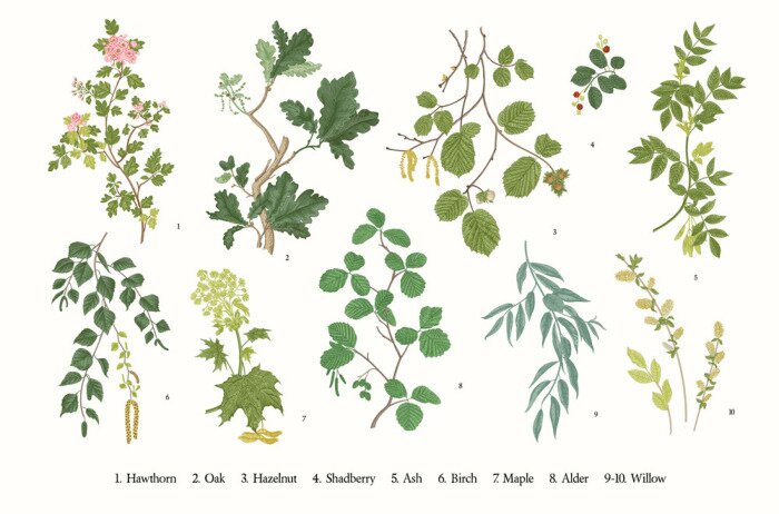 Poster Illustratie met boomtakken