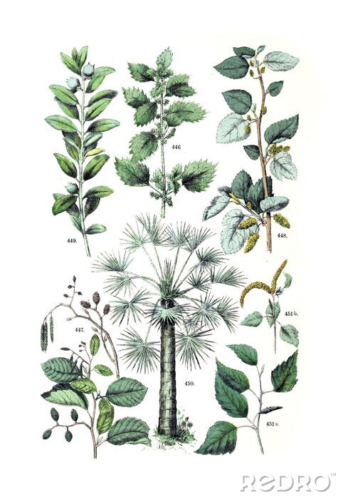 Poster Illustratie van de plant.