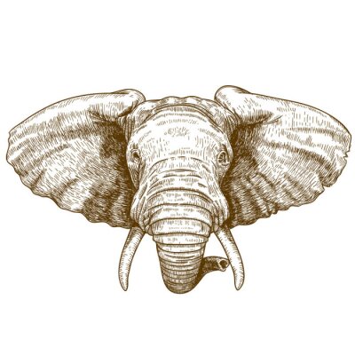 Illustratie van een olifant in sepia
