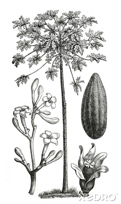 Poster Illustratie van een papajaboom uit een natuuratlas