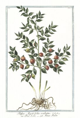 Poster Illustratie van een plant in retro stijl