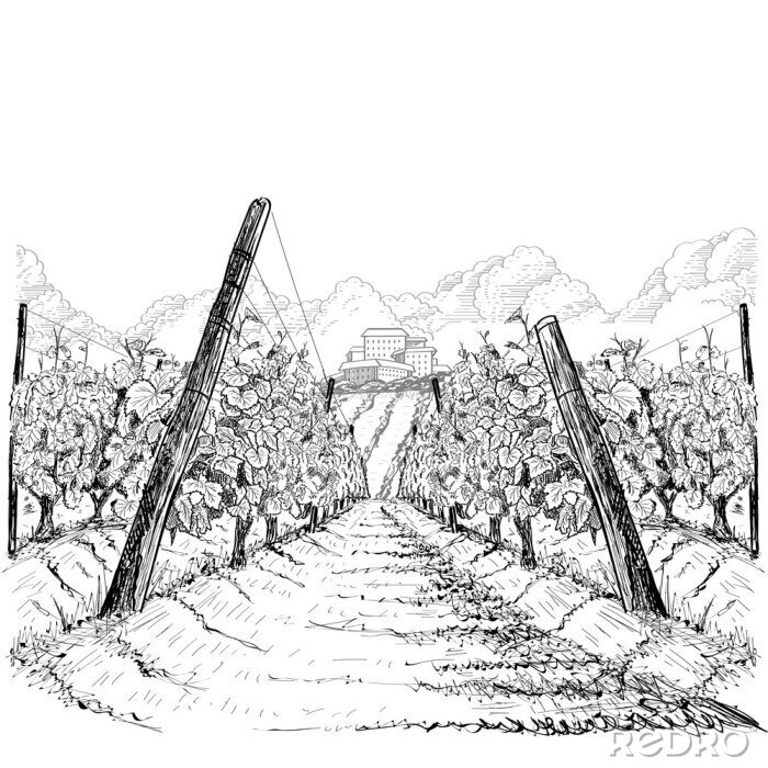 Poster Illustratie van een wijngaard in Toscane