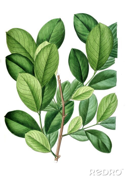 Poster Illustratie van plant