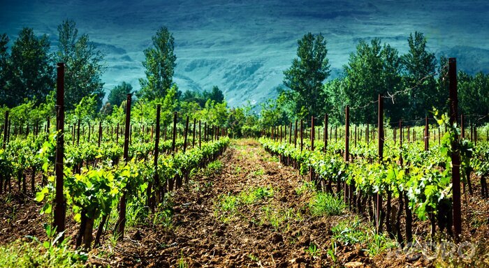 Poster Italiaanse landbouwgrond