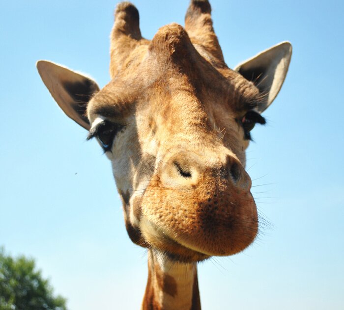 Poster Jirafa curiosa