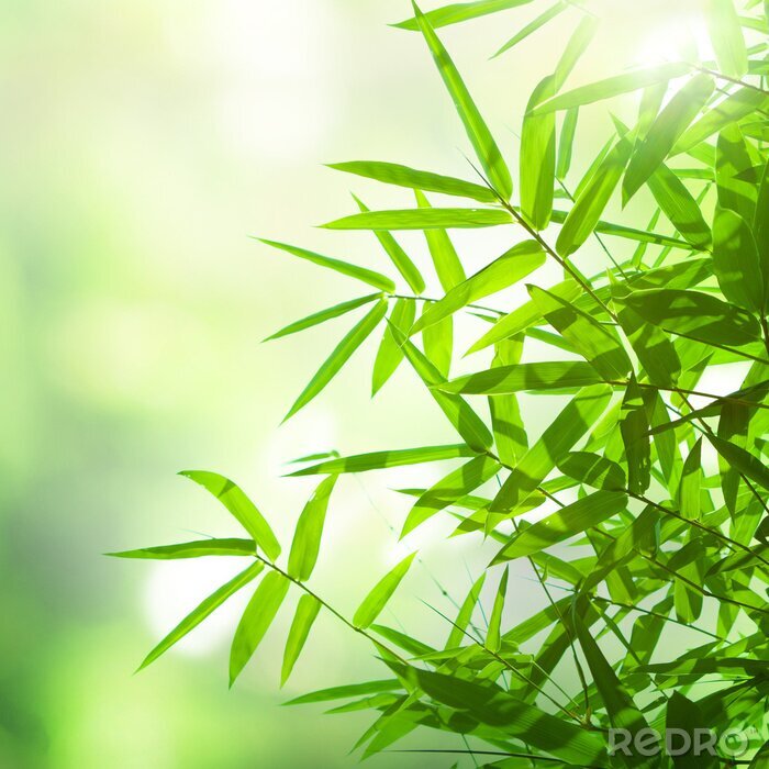 Poster Jonge blaadjes van bamboe