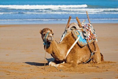 Poster Jonge dromedaris in het zadel liggend op het zand, Marokko
