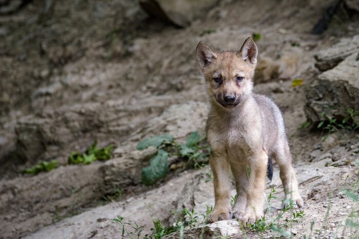 Poster Jonge wolf in het bos