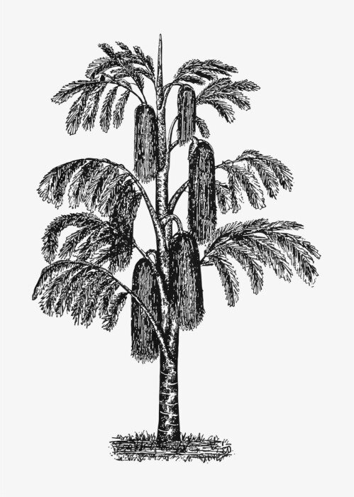 Poster Jungle boom tekening