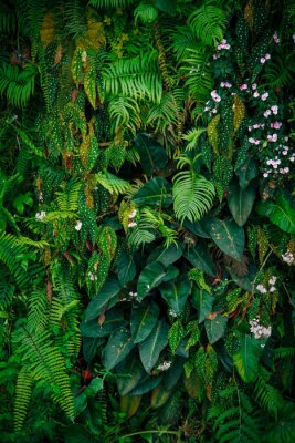Poster Jungle en tropische bladeren