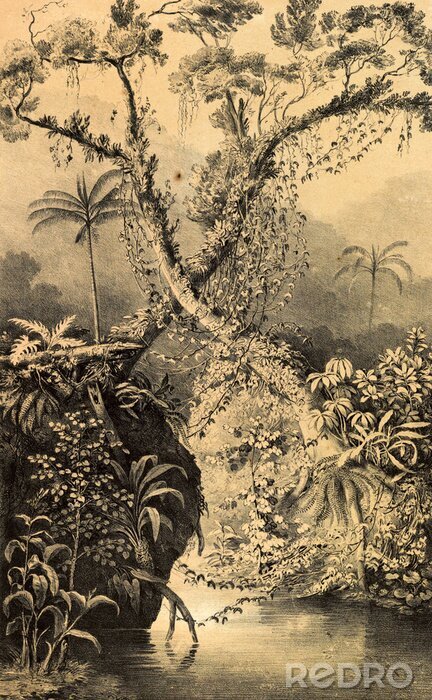 Poster Jungle in een antieke illustratie