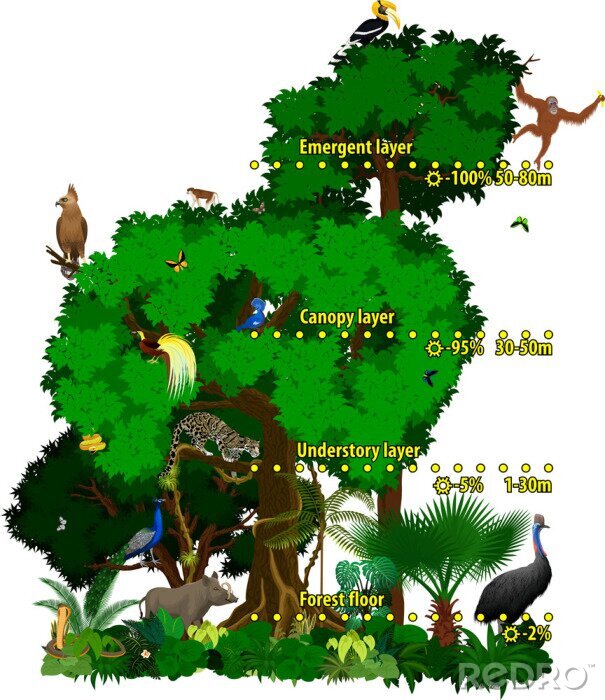 Poster Jungle-informatie