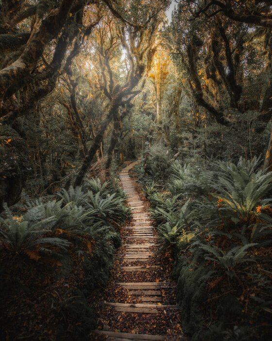 Poster Jungle path in NZ