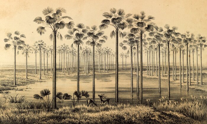 Poster Jungletekening uit Zuid-Amerika