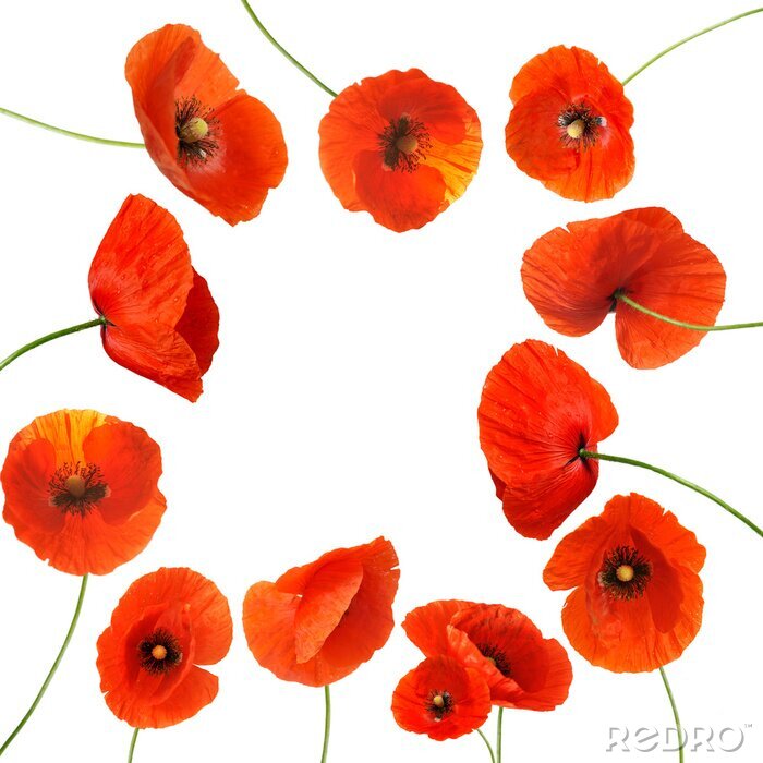 Poster Kader met rode klaprozen