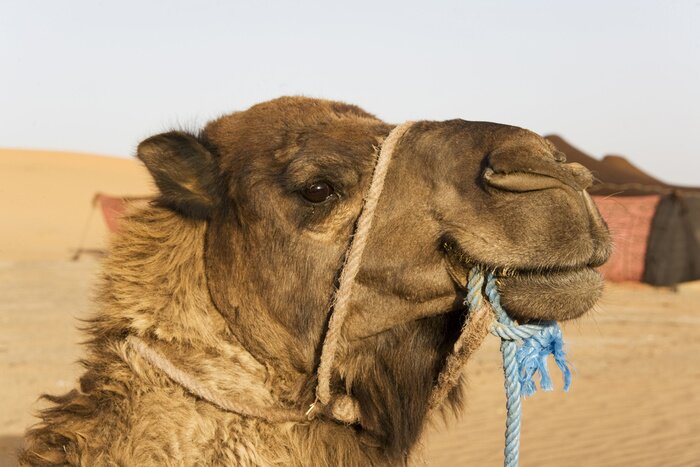 Poster kameel portret
