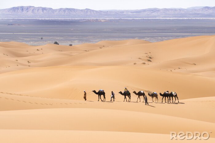 Poster Kamelen in de woestijnduinen