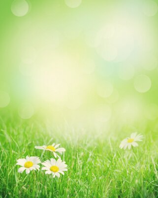 Poster Kamille bloemen op grasveld