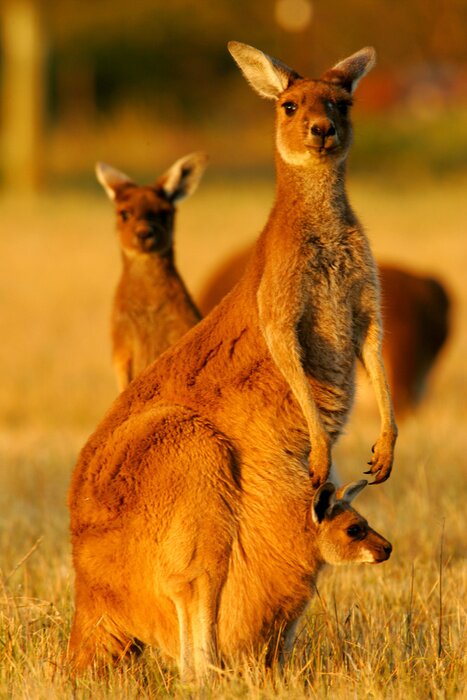 Poster Kangoeroe familie