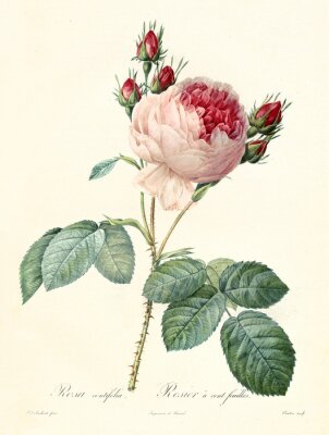 Poster Karmijnrode rozen met bloemblaadjes die naar buiten schijnen