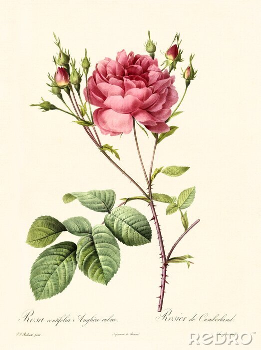 Poster Karmijnrode rozen op een tak met scherpe doornen