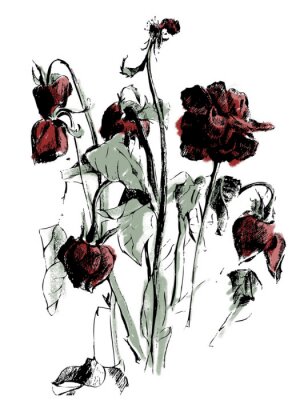Poster Karmijnrode rozen tijdens de menopauze
