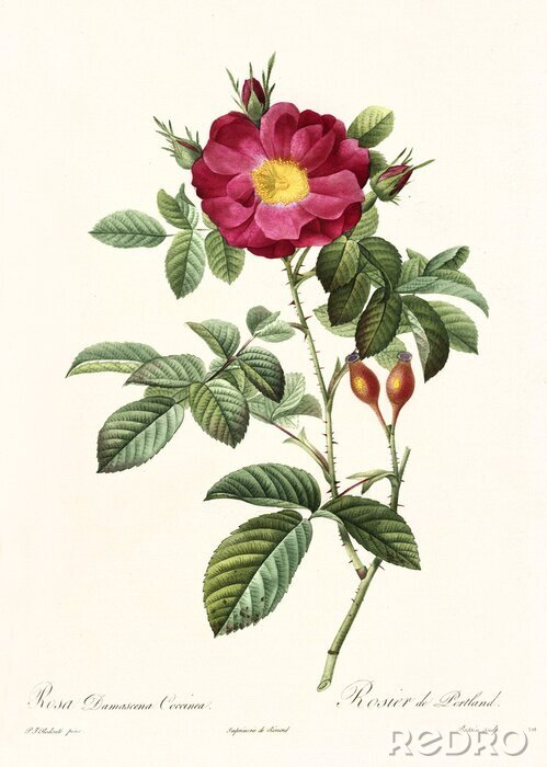 Poster Karmozijnrode rozen met een geel hart