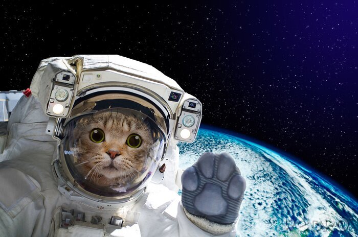 Poster Kat astronaut in de ruimte op de achtergrond van de wereldbol. Elementen van deze afbeelding ingericht door NASA.