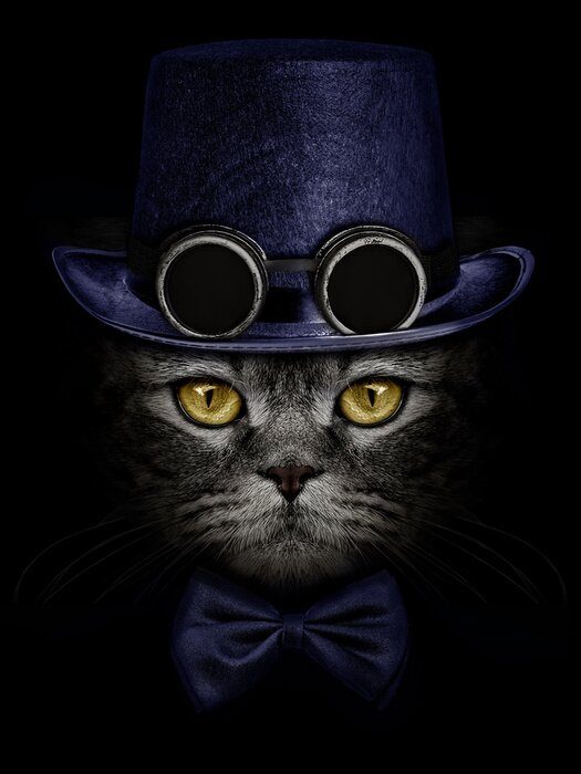 Poster Kat in een hoed