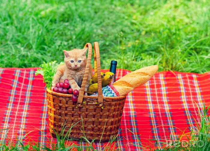 Poster Katje in een picknickmand